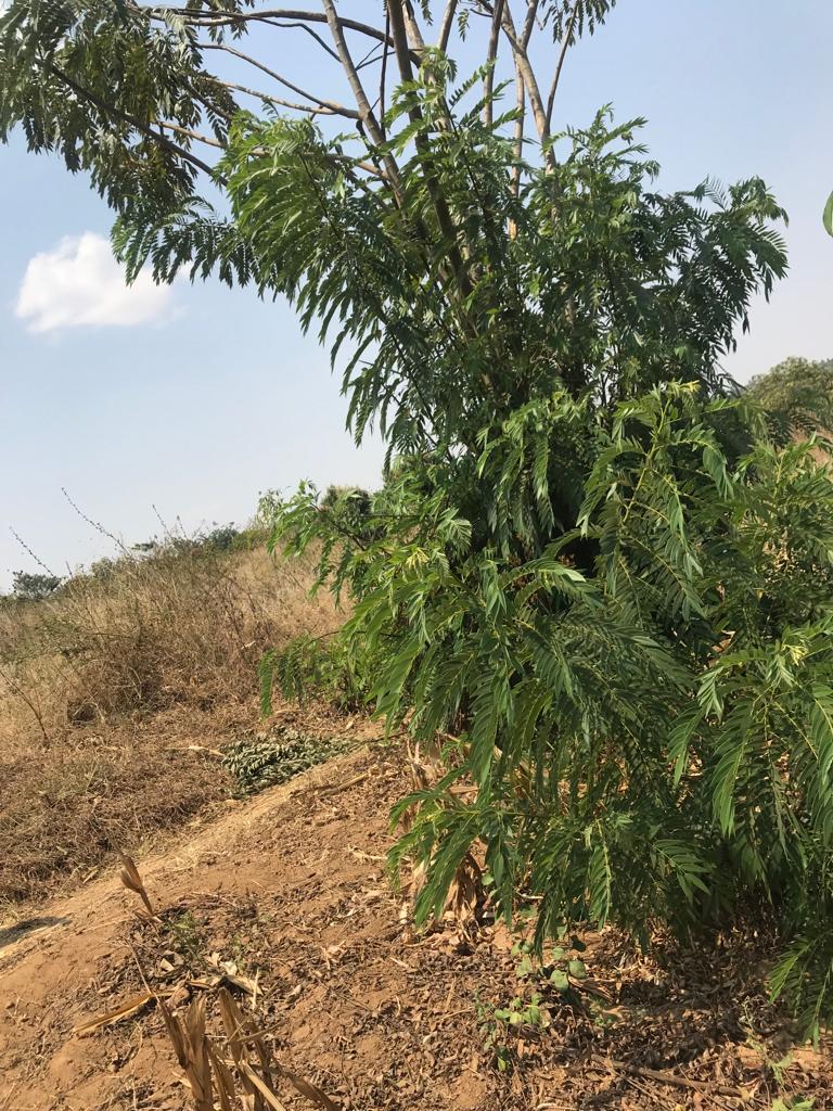 Cheapest Agriculture FARM Land Almost 1 hectare in Bugesera 2022